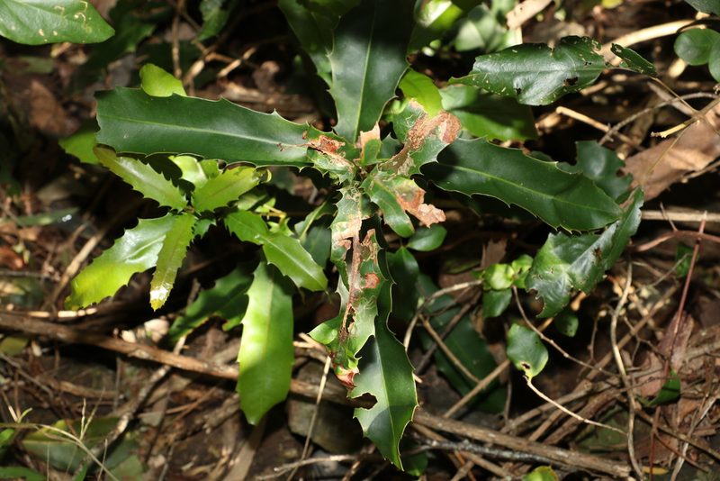 Macadamia integrifolia, photographed by Greg Tasney