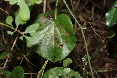 Legnephora moorei, photographed by Greg Tasney