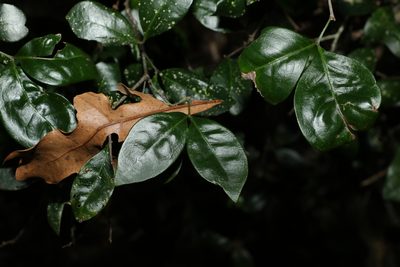 Rhysotoechia bifoliolata, photographed by Greg Tasney