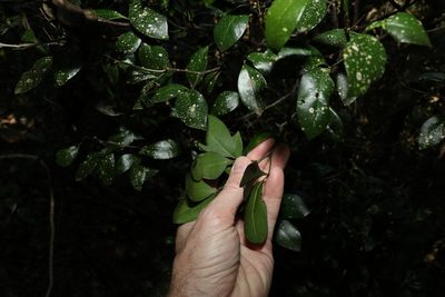 Rhysotoechia bifoliolata, photographed by Greg Tasney