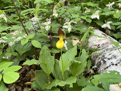 Cypripedium parviflorum, photographed by Ken Sherlock