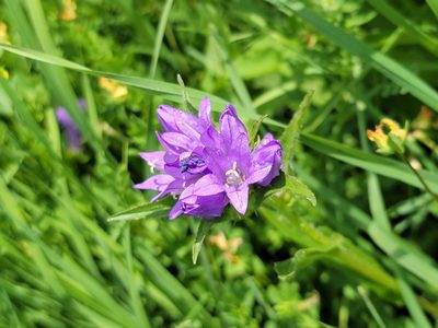 Campanula glomerata, photographed by Elias