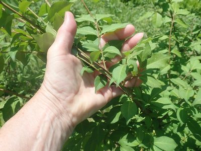 Euonymus alatus