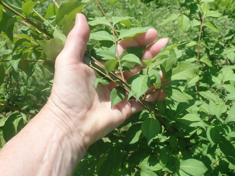 Euonymus alatus, photographed by Lynn Harper