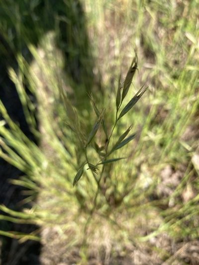 Danthonia compressa, photographed by Scott Clark