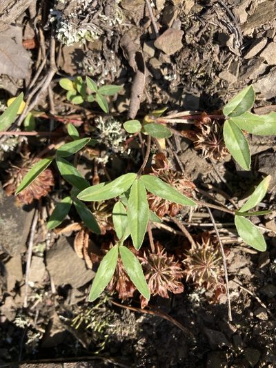 Trifolium virginicum, photographed by Scott Clark