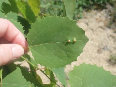 Populus grandidentata, photographed by Lynn Harper