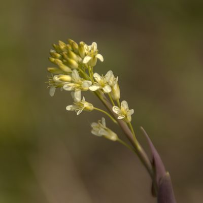 Turritis glabra, photographed by Иван Шихалев