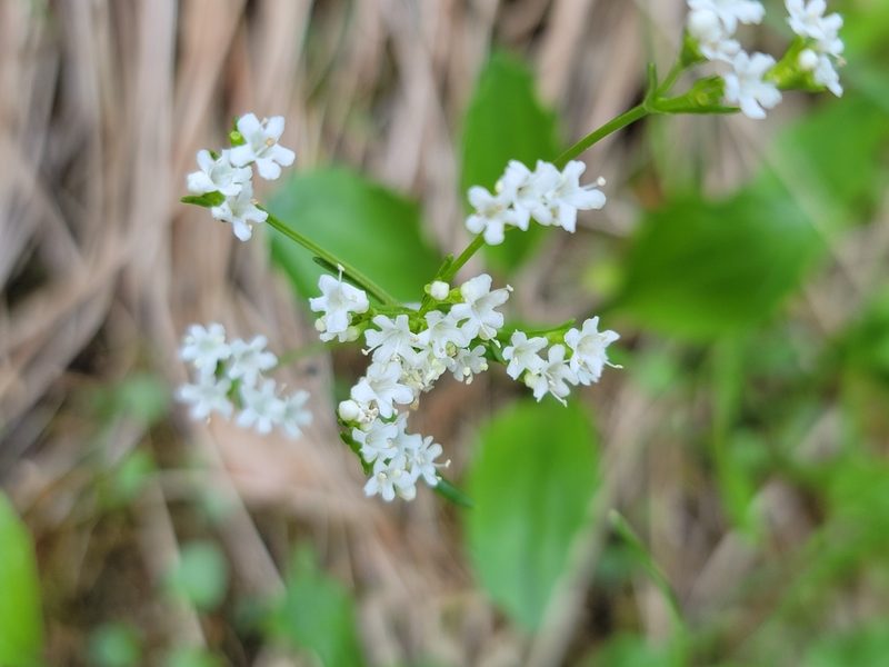 Valeriana saxatilis, photographed by Elias