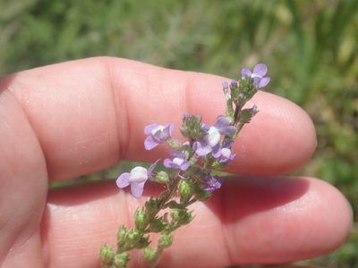 Nuttallanthus canadensis, photographed by Lynn Harper