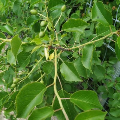 Prunus mahaleb, photographed by Angelika Baumann