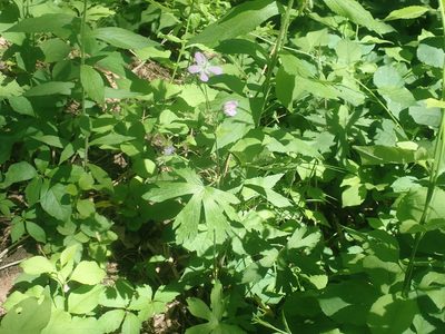 Geranium maculatum, photographed by Lynn Harper