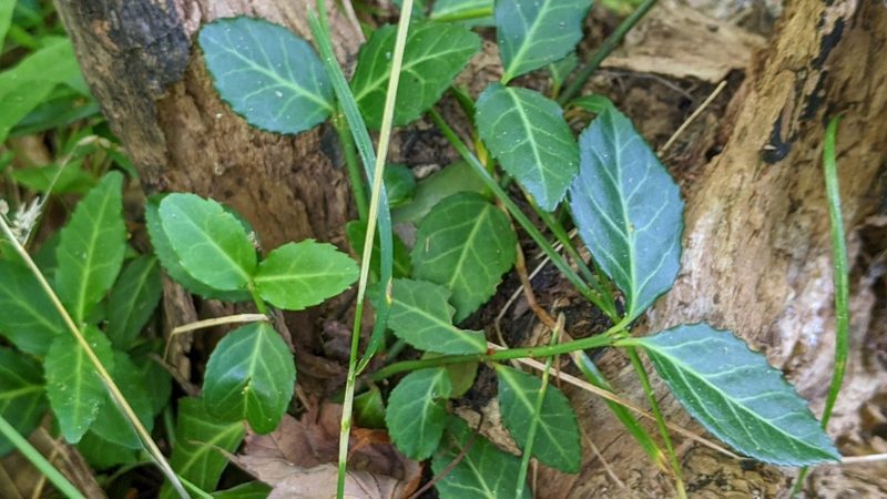 Euonymus fortunei, photographed by Erin Lalime