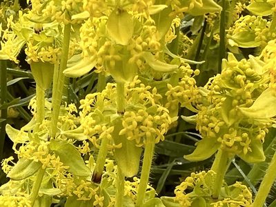 Cruciata laevipes, photographed by antrum