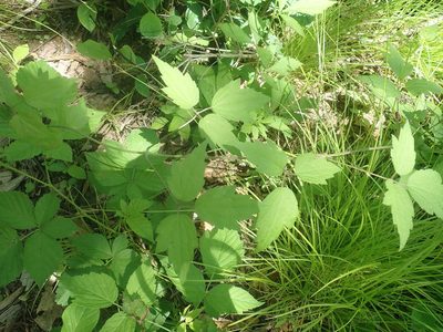Clematis virginiana, photographed by Lynn Harper