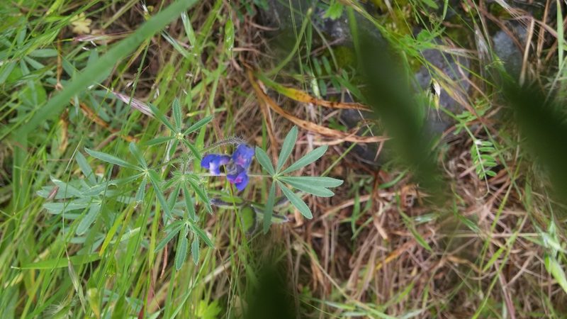 Lupinus bicolor, photographed by Loopy30