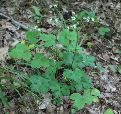 Sanicula europaea, photographed by Юрий Данилевский (Yuriy Danilevsky)