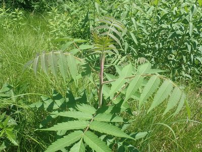Rhus typhina, photographed by Lynn Harper