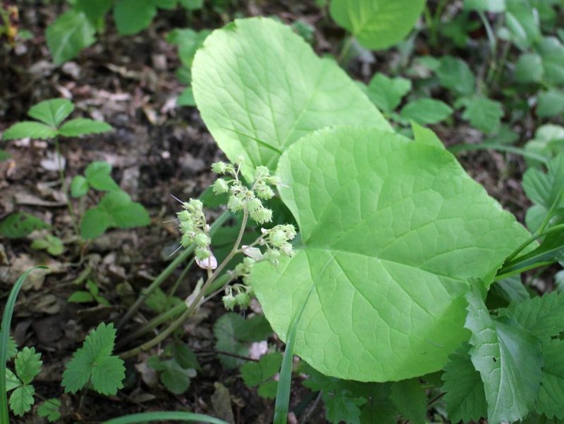 Trachystemon orientalis, photographed by Юрий Данилевский (Yuriy Danilevsky)