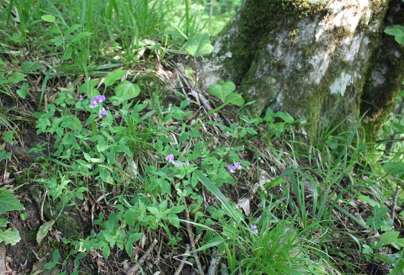 Lathyrus laxiflorus, photographed by Юрий Данилевский (Yuriy Danilevsky)