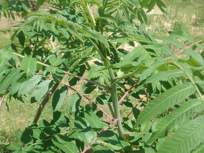 Rhus glabra, photographed by Lynn Harper