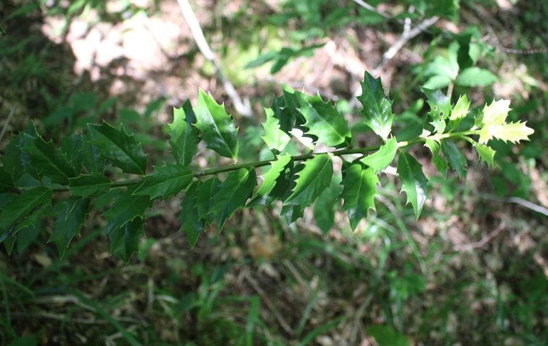 Ilex colchica, photographed by Юрий Данилевский (Yuriy Danilevsky)