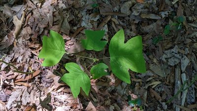 Liriodendron tulipifera, photographed by Erin Lalime
