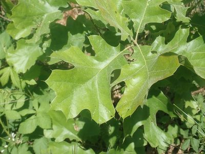 Quercus velutina, photographed by Lynn Harper