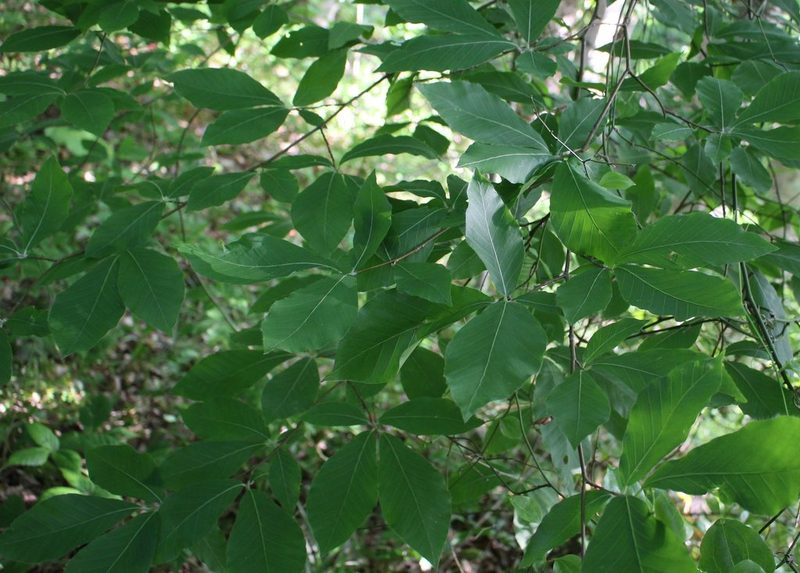 Fagus orientalis, photographed by Юрий Данилевский (Yuriy Danilevsky)