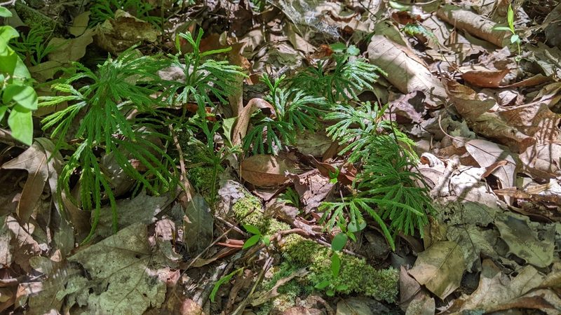 Diphasiastrum digitatum, photographed by Erin Lalime