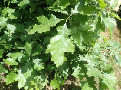 Quercus velutina, photographed by Lynn Harper