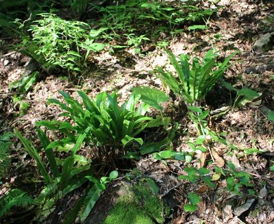 Asplenium scolopendrium, photographed by Юрий Данилевский (Yuriy Danilevsky)