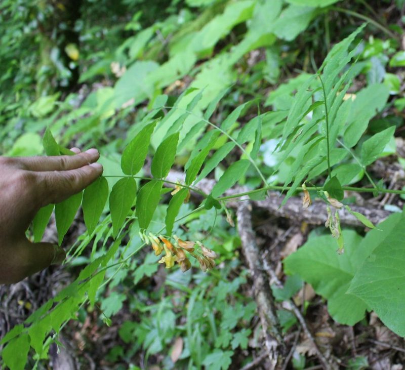 Vicia crocea, photographed by Юрий Данилевский (Yuriy Danilevsky)