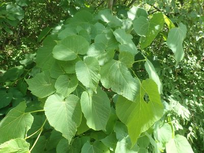 Tilia americana, photographed by Lynn Harper