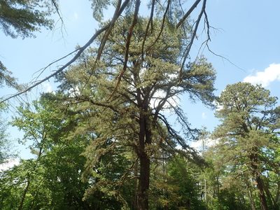Pinus rigida, photographed by Lynn Harper