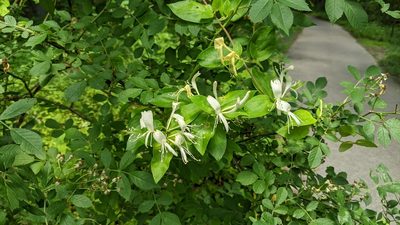 Lonicera japonica, photographed by Erin Lalime