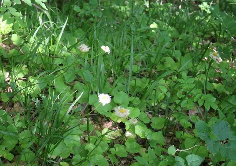 Doronicum orientale, photographed by Юрий Данилевский (Yuriy Danilevsky)