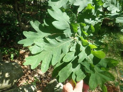 Quercus alba, photographed by Lynn Harper