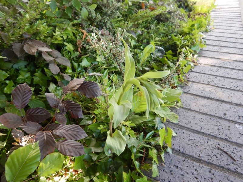 Epipactis phyllanthes, photographed by pete_gateley