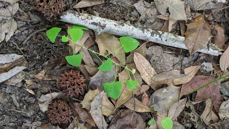 Polygonum perfoliatum, photographed by Erin Lalime