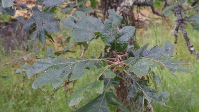 Quercus garryana