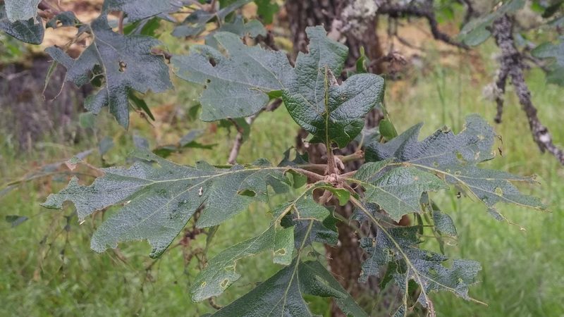 Quercus garryana, photographed by Loopy30