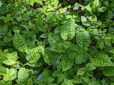 Pulmonaria officinalis, photographed by Matthew Spoor