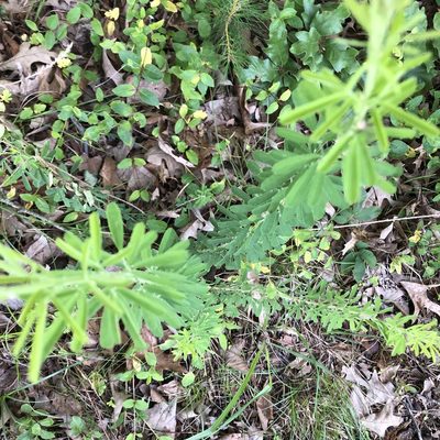 Lespedeza cuneata, photographed by Joe Hastings