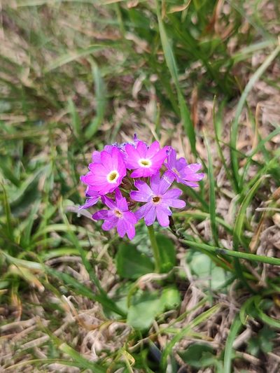Primula algida, photographed by Иван Ковтун Ivan Kovtun