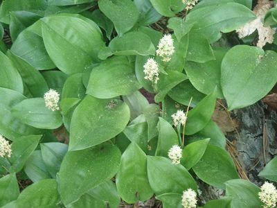 Maianthemum canadense, photographed by Lynn Harper