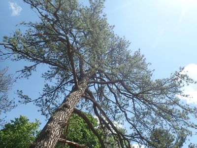 Pinus rigida, photographed by Lynn Harper