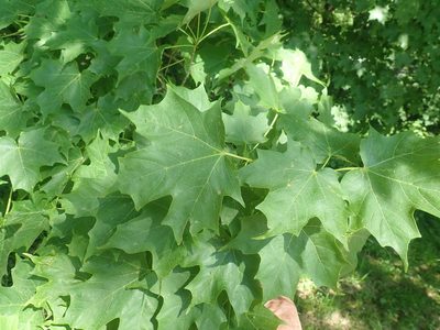 Acer saccharum, photographed by Lynn Harper