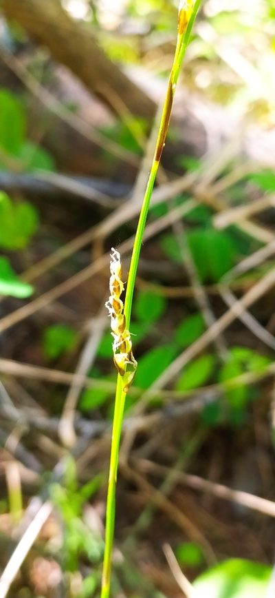 Carex rhizina, photographed by Алексей Ябс