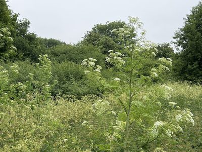 Conium maculatum, photographed by Charles Joynson
